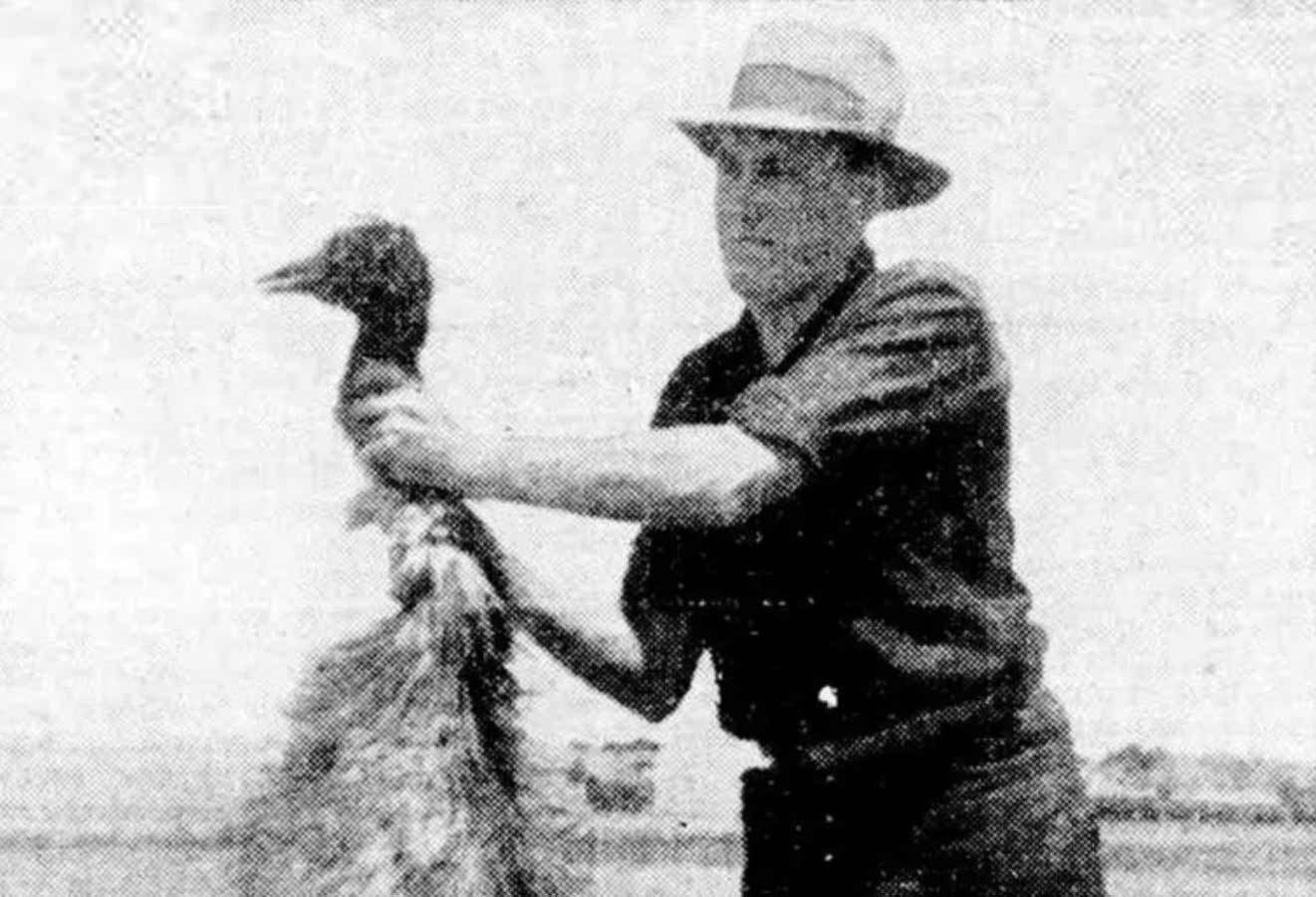 La Guerre des émeus : Australie-Occidentale, 1932